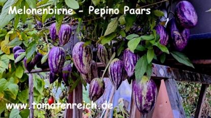Preview: Pepino Paars - violette Melonenbirne