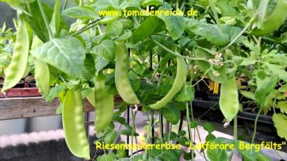 Preview: Riesenzuckererbse „Lokförare Bergfälts“