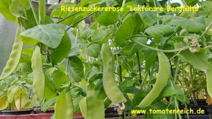 Preview: Riesenzuckererbse „Lokförare Bergfälts“