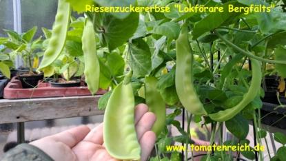Preview: Riesenzuckererbse „Lokförare Bergfälts“