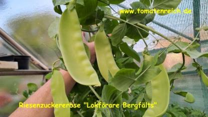 Riesenzuckererbse „Lokförare Bergfälts“