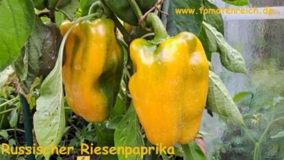 Russischer gelber Riesenpaprika