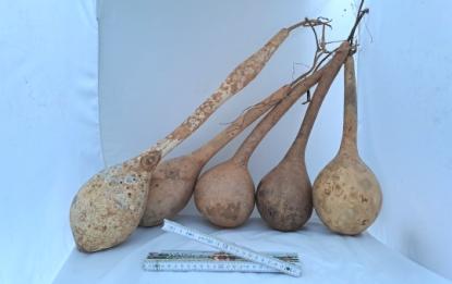 Kalebassen – Sparpaket 5 große Kalebassen "Long Dipper - Bianca"