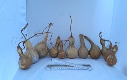 11 kleine Kalebassen Typ "Bottle" und "Bianca" Sparpaket