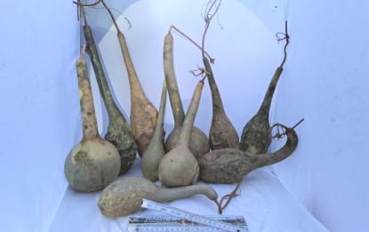 Sparpaket 10 mittlere Kalebassen mit grüner Patina