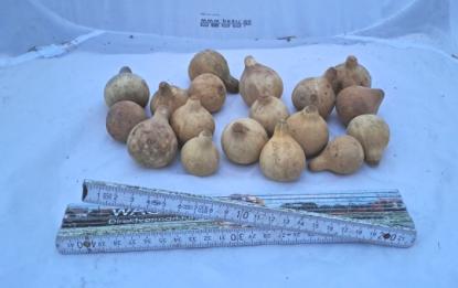 18 getrocknete extra kleine Mini-Kalebassen Spar-Set