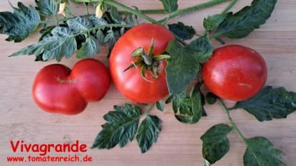 Preview: Vivagrande - Freiland-Fleischtomate