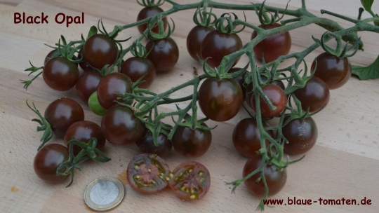 Gemüse//Früchte Tomate Black Russian Ca 50 Samen