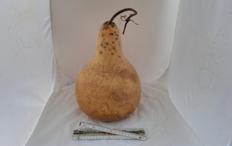 Kalebasse mit Bauch und Hals  38 cm Typ  "Riesen - Kettle Gourd"