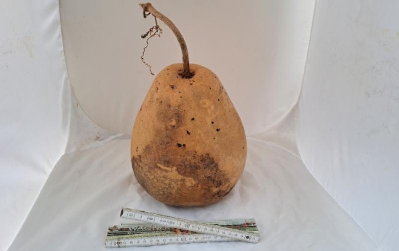 Kalebasse mit Bauch und Hals  27 cm Typ  "Kettle Gourd"