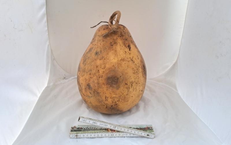 Kalebasse mit Bauch und Hals  29 cm Typ  "Kettle Gourd" - "Birne"