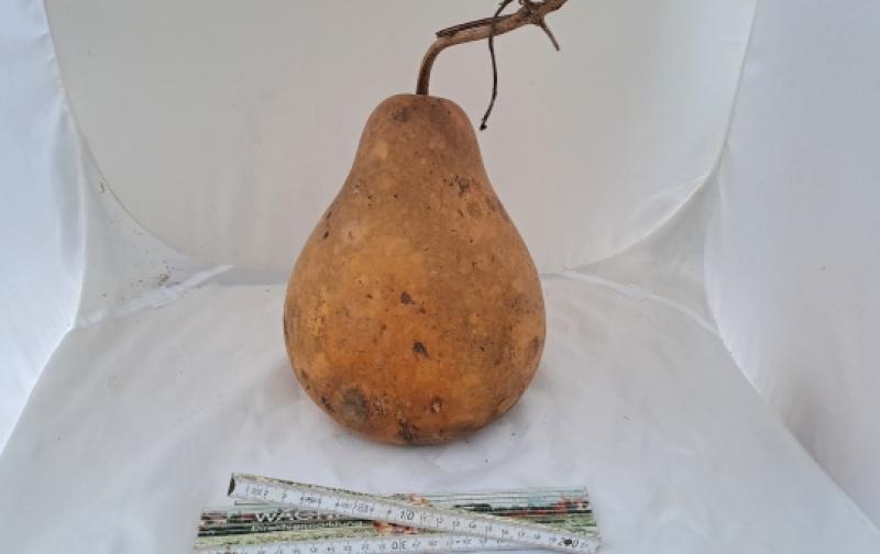 Kalebasse mit Bauch 22 cm Typ  "Kettle Gourd"