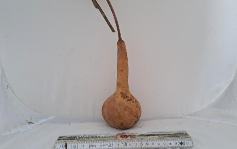 Kalebasse mit Bauch und Hals  20 cm Typ  "Bianca"