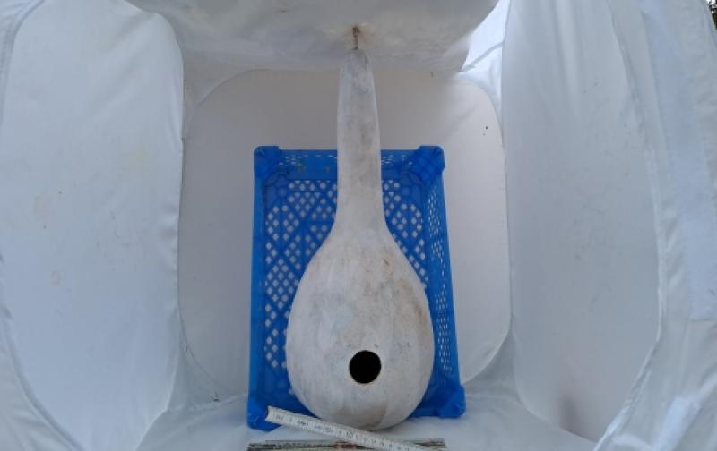 Kalebasse mit Bauch und Hals  52  cm Typ  "Long Bianca" grundiert