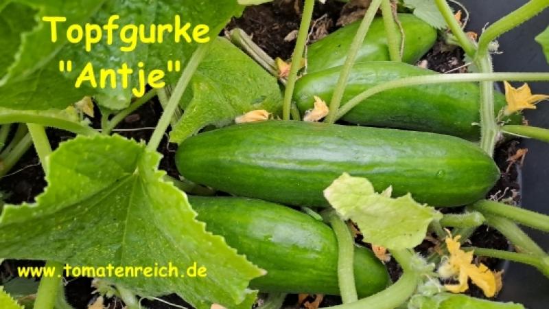 Topfgurke Antje