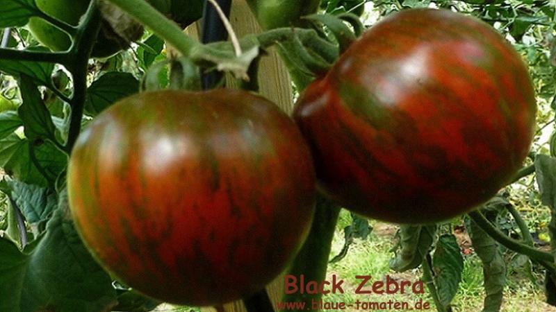 Tomaten Kirsche Schwarz Zebra 50 Saatgut frisch