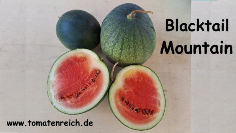 Blacktail Mountain - Wassermelone
