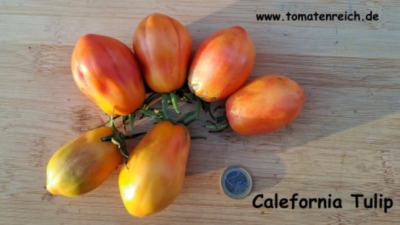 California Tulip - Kalifornische Tulpe