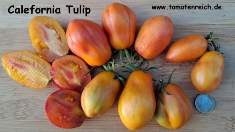 California Tulip - Kalifornische Tulpe