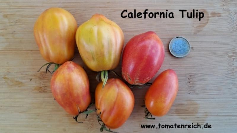 California Tulip - Kalifornische Tulpe