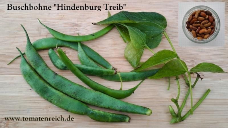 Hindenburg Treib - Buschbohne
