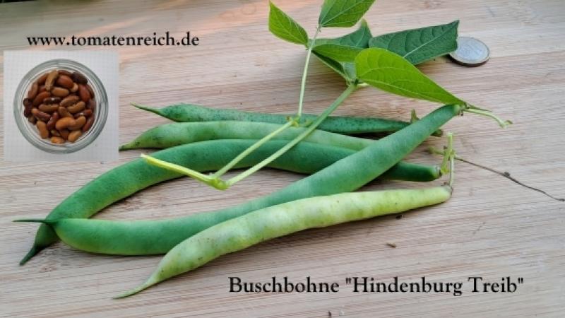 Hindenburg Treib - Buschbohne