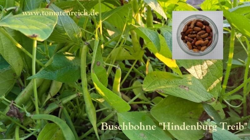 Hindenburg Treib - Buschbohne
