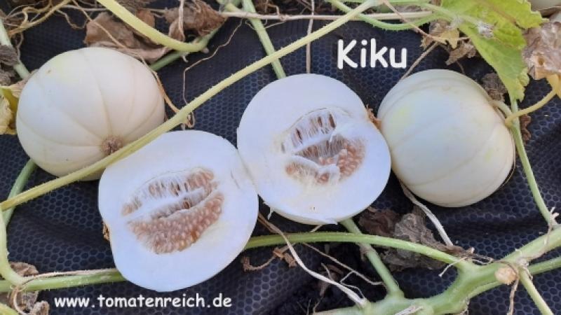 Kiku - weiße Zuckermelone
