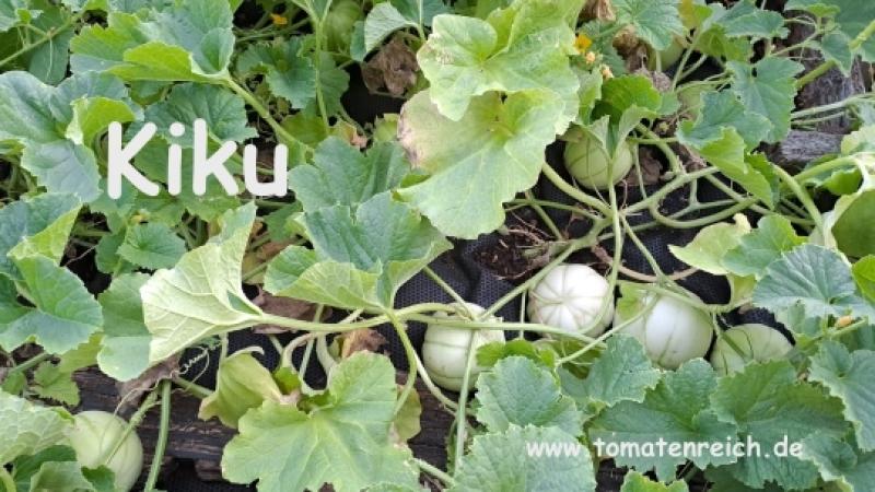 Kiku - weiße Zuckermelone