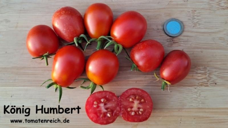 "König Humbert" Tomate