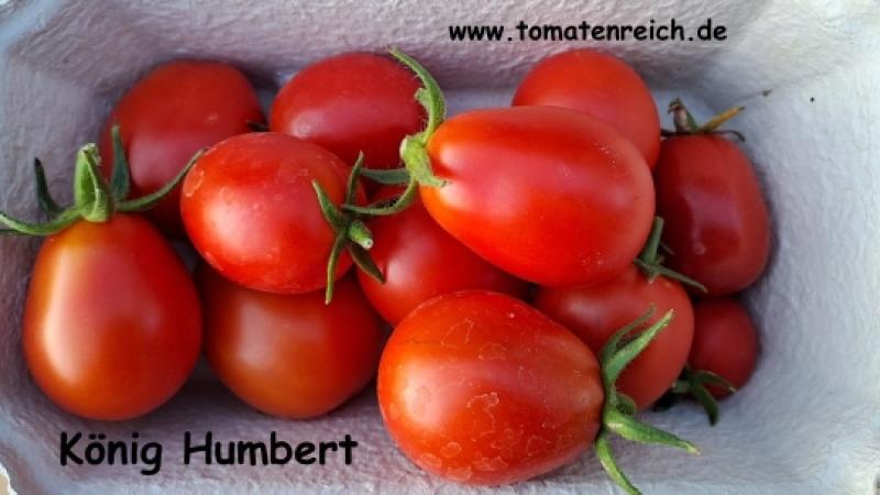 "König Humbert" Tomate