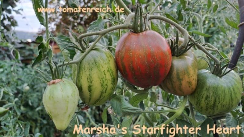 Marsha's Starfighter Tomate
