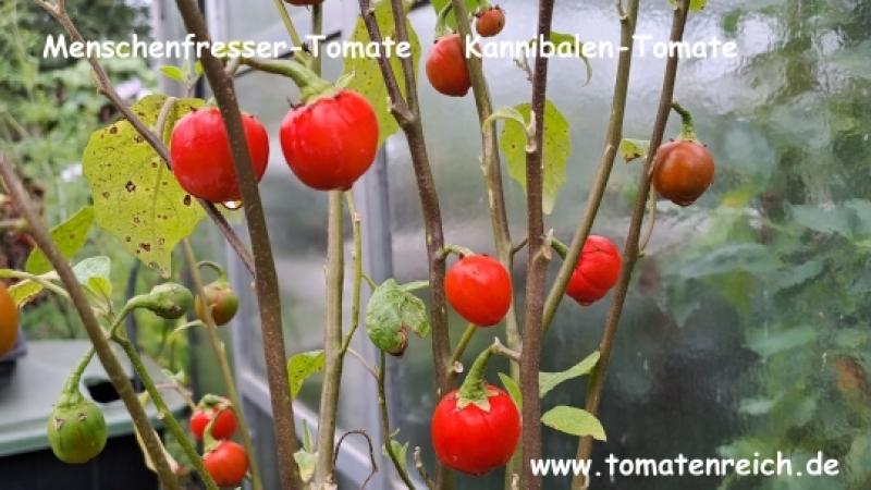 Menschenfressertomate - Kannibalen-Tomate