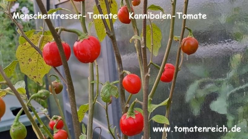 Menschenfressertomate - Kannibalen-Tomate