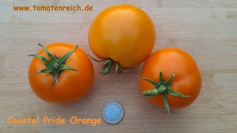 Coastal Pride Orange - Dwarf Tomate