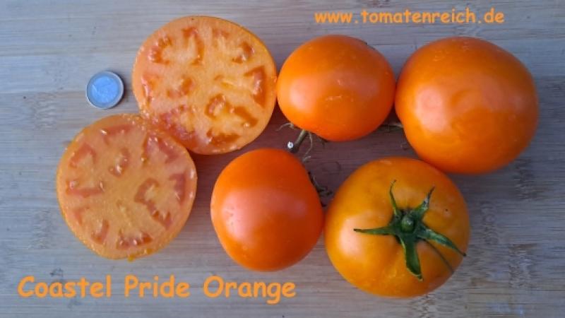 Coastal Pride Orange - Dwarf Tomate