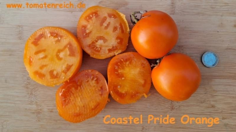 Coastal Pride Orange - Dwarf Tomate