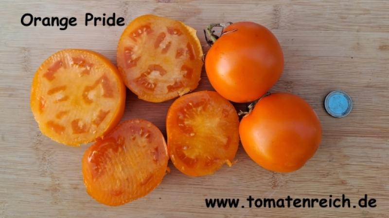 Coastal Pride Orange - Dwarf Tomate