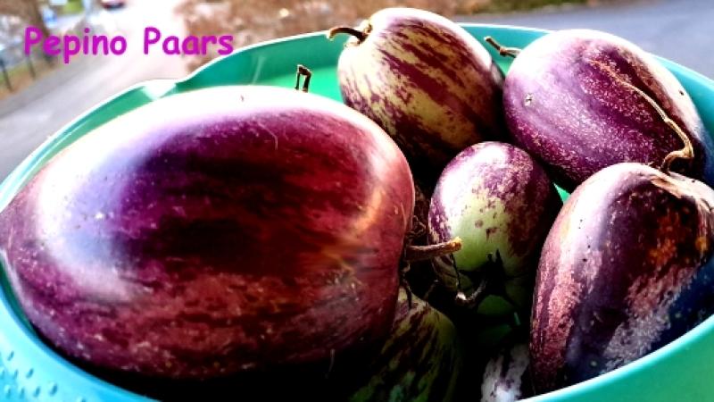 Pepino Paars - violette Melonenbirne