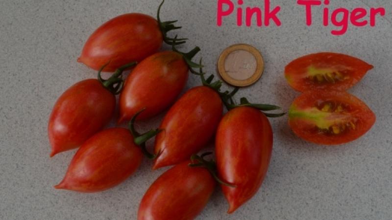 Saat Tomate Sibirian Tiger pink-schwarz groß süß Massenträger Samen