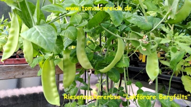 Riesenzuckererbse „Lokförare Bergfälts“