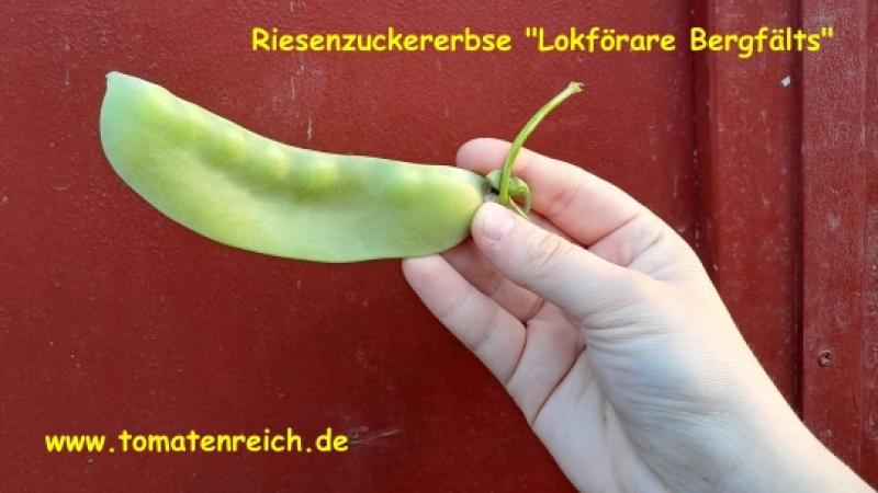 Riesenzuckererbse „Lokförare Bergfälts“