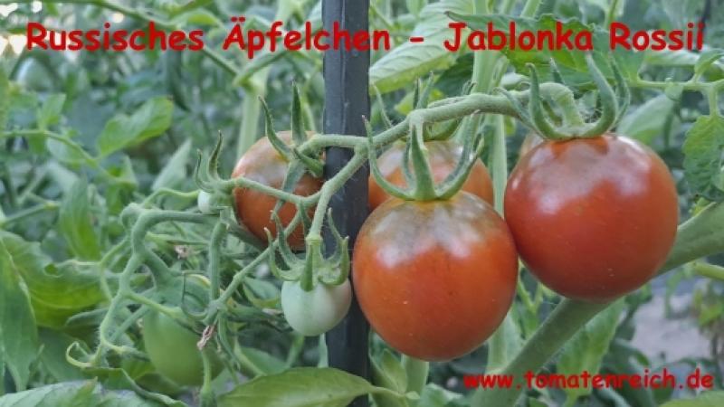 Russischer Apfel - Jablonka Rossii