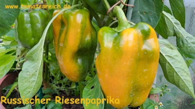 Russischer gelber Riesenpaprika