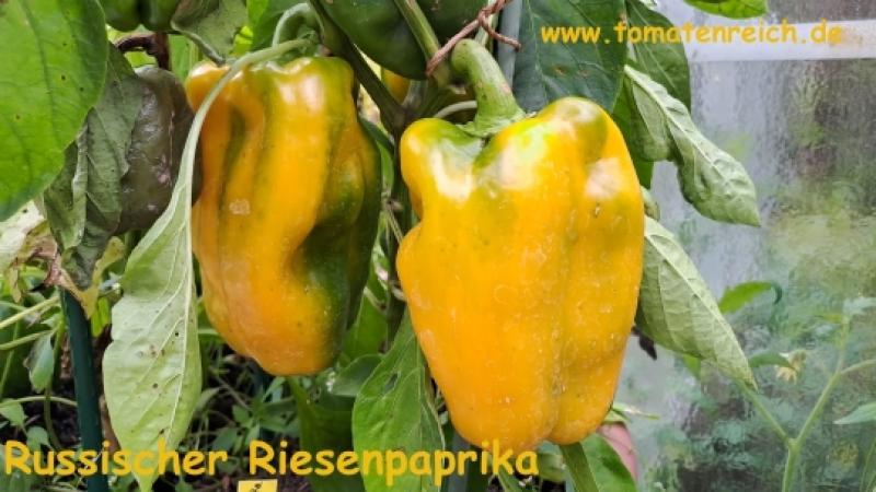 Russischer gelber Riesenpaprika