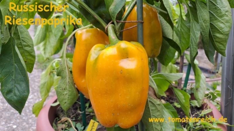 Russischer gelber Riesenpaprika