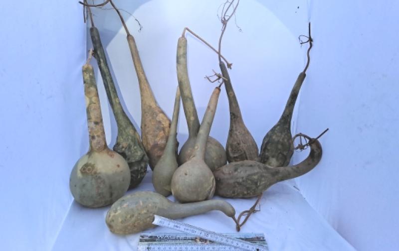 Sparpaket 10 mittlere Kalebassen mit grüner Patina