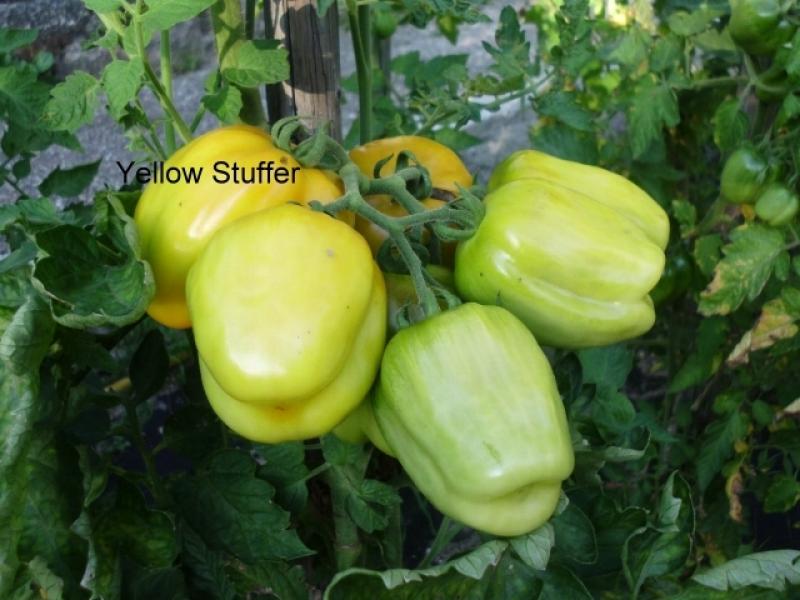 50pcs Kirschtomaten Yellow Stuffer Tomatensamen FÜLLTOMATE Gelb Saatgut 