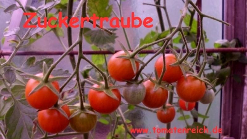 Zuckertraube -  Cocktailtomte