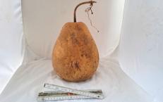 Kalebasse mit Bauch und Hals  27 cm Typ  "Kettle Gourd"